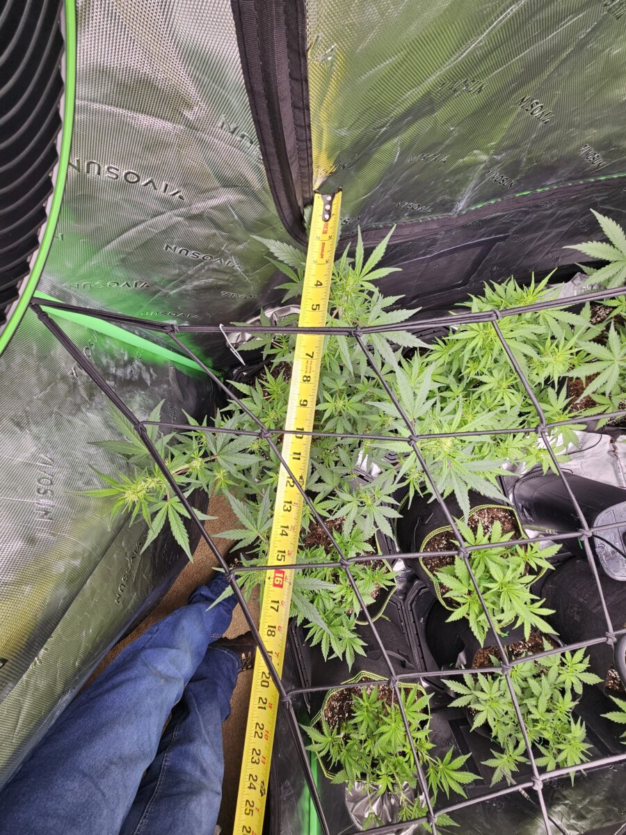 bbs-grow-diaries/week-362407-diary-347302-user-36132-679912fc084b4