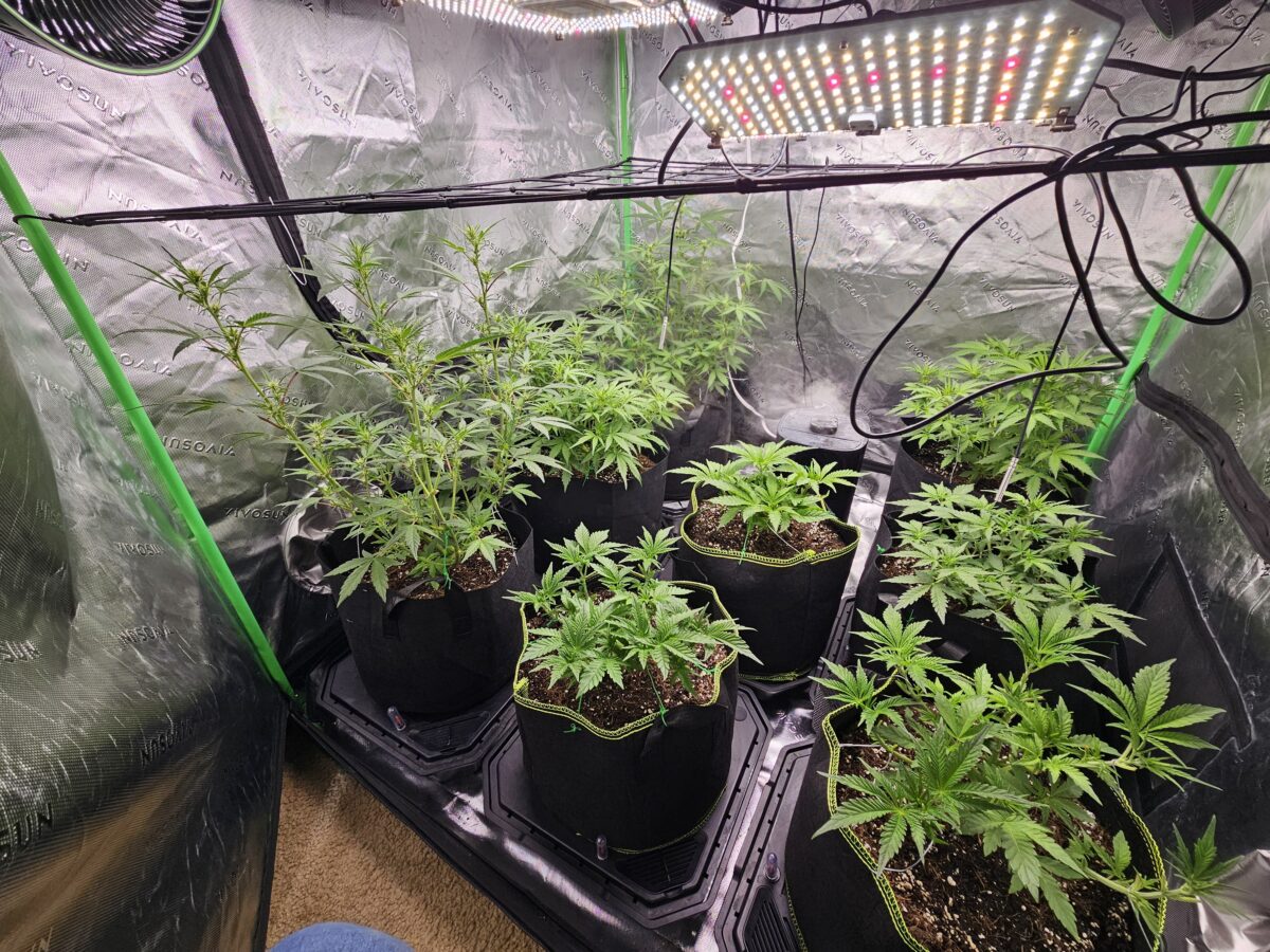 bbs-grow-diaries/week-362407-diary-347302-user-36132-679912fe5b032