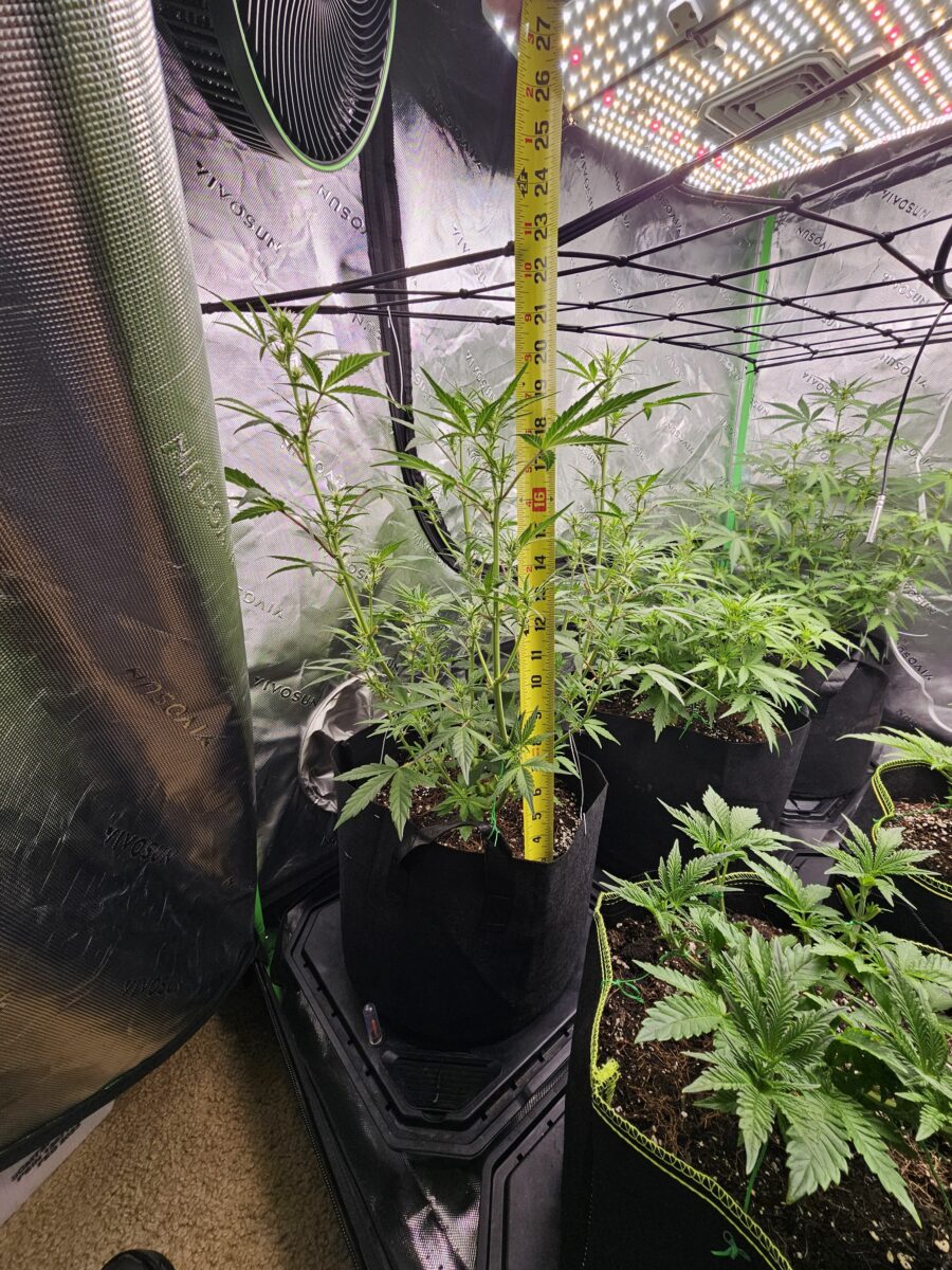 bbs-grow-diaries/week-362407-diary-347302-user-36132-67991300ac29c