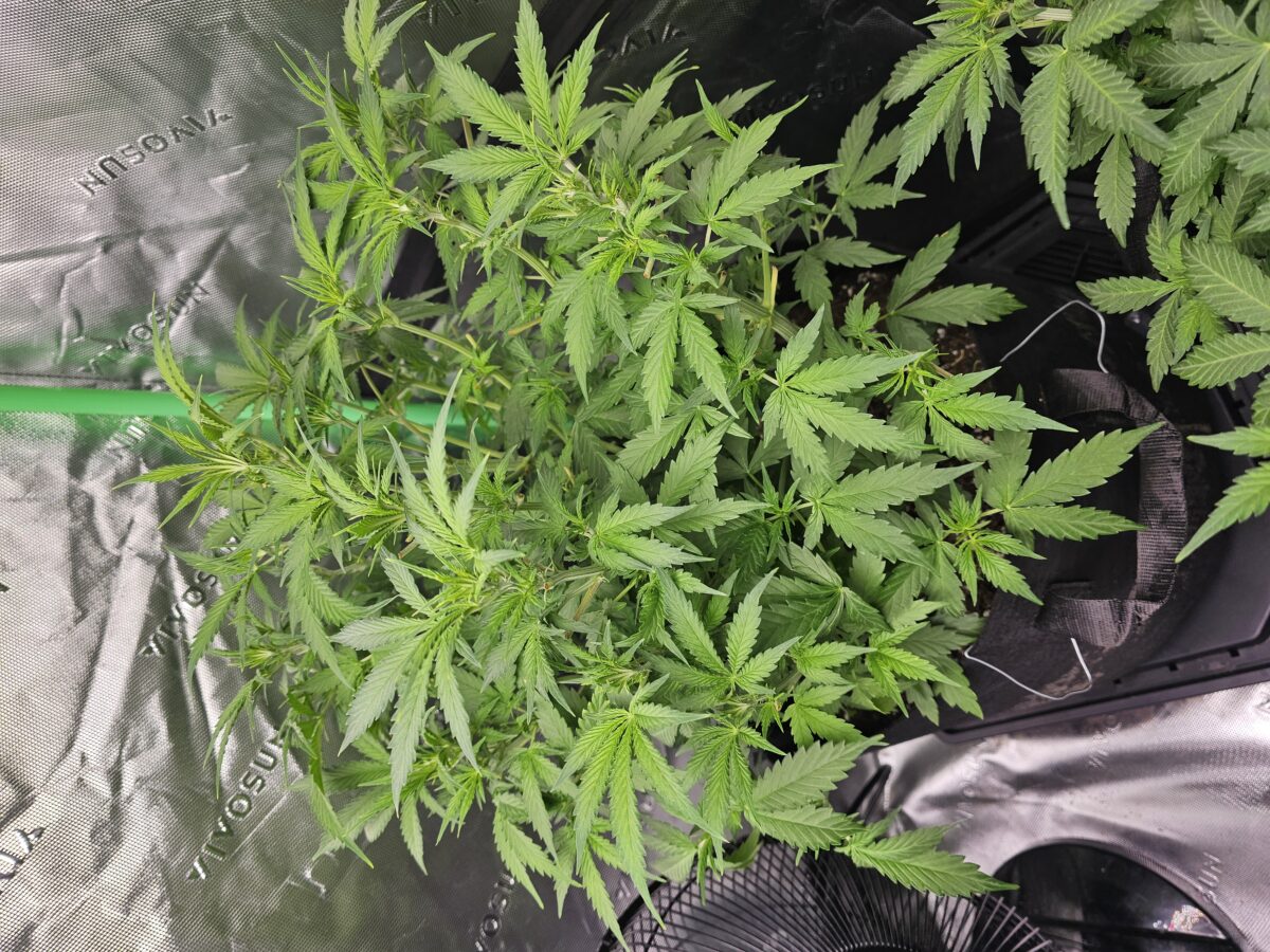 bbs-grow-diaries/week-364935-diary-347302-user-36132-67a263af80747