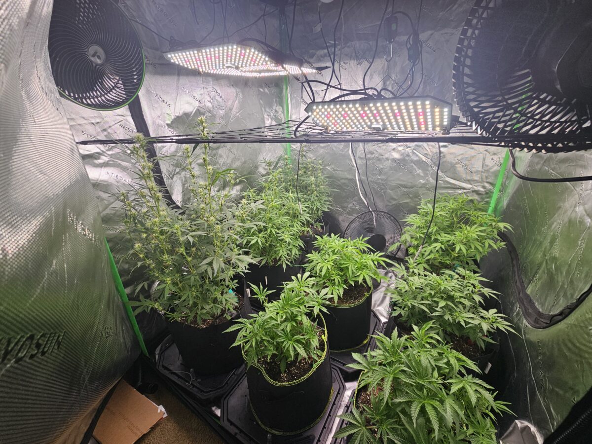 bbs-grow-diaries/week-364935-diary-347302-user-36132-67a263b230a0e