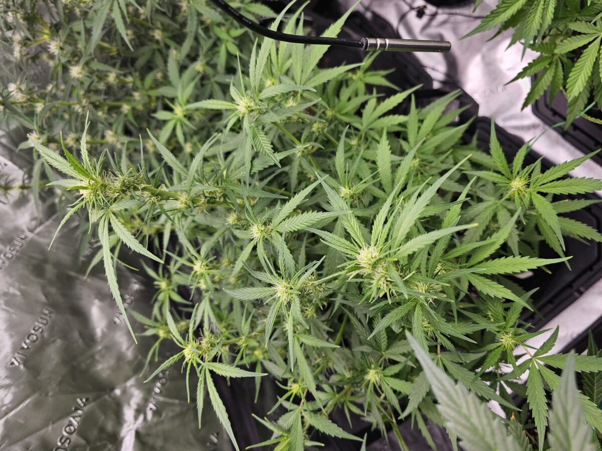 bbs-grow-diaries/week-364935-diary-347302-user-36132-67a263b4755e6