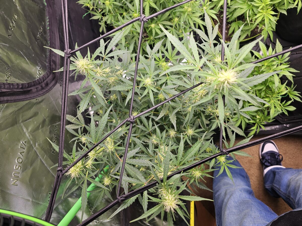 bbs-grow-diaries/week-364935-diary-347302-user-36132-67a263b6a455b