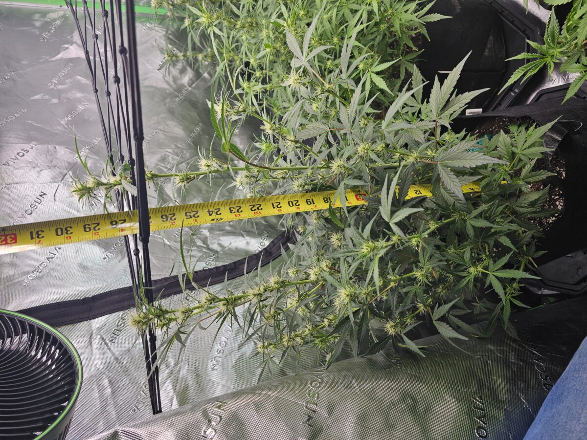 bbs-grow-diaries/week-364935-diary-347302-user-36132-67a263b97bba2