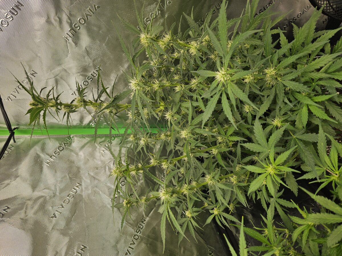 bbs-grow-diaries/week-364935-diary-347302-user-36132-67a263bc2e858