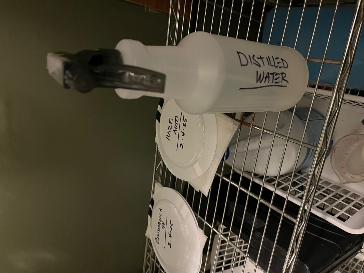 bbs-grow-diaries/week-365173-diary-364934-user-26971-67a3955f3aa1d