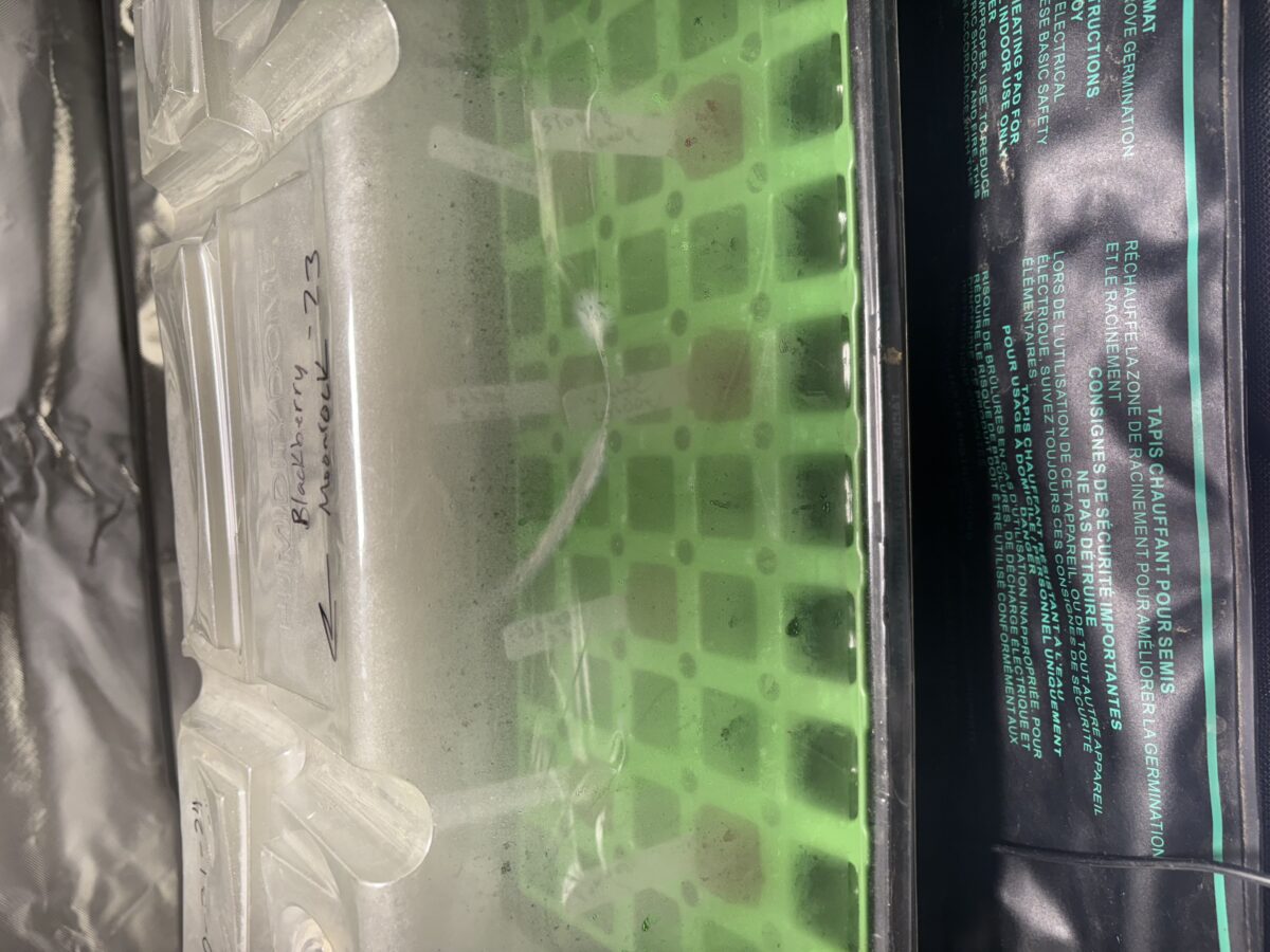 bbs-grow-diaries/week-367460-diary-367458-user-11377-67aa459839593