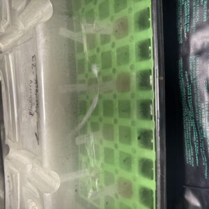 bbs-grow-diaries/week-367460-diary-367458-user-11377-67aa459839593