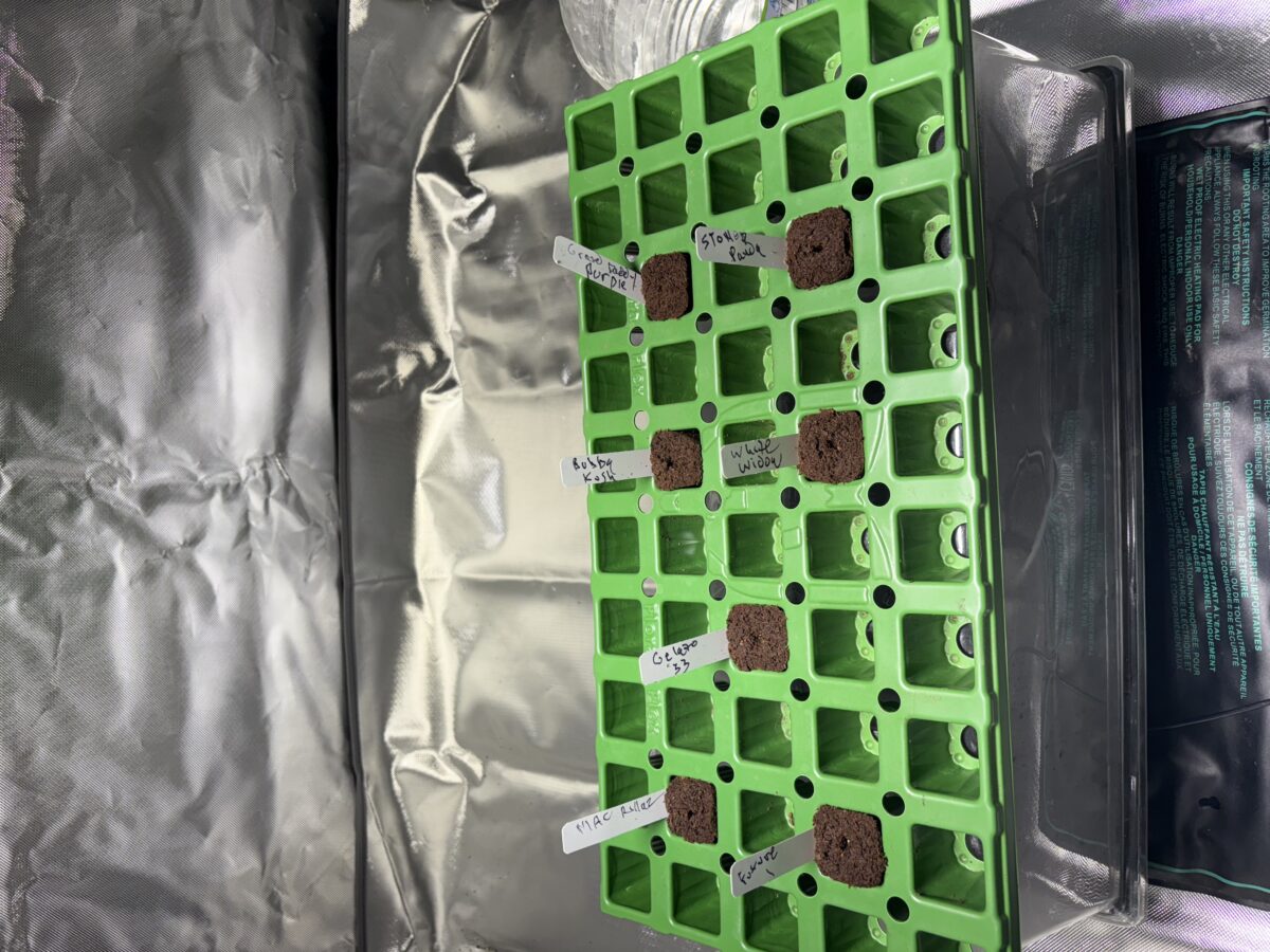 bbs-grow-diaries/week-367460-diary-367458-user-11377-67aa459a6656b