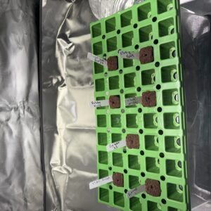 bbs-grow-diaries/week-367460-diary-367458-user-11377-67aa459a6656b