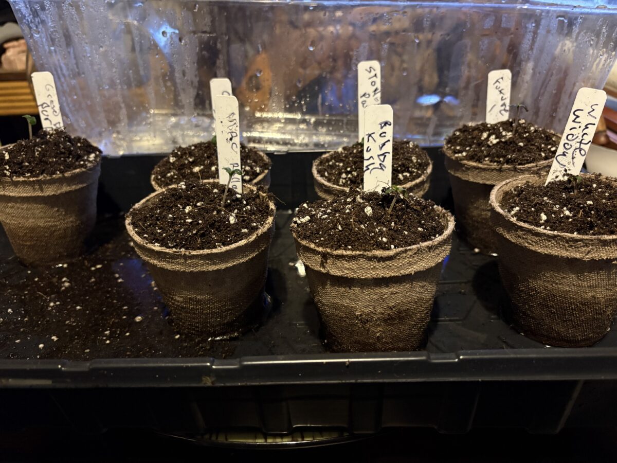 bbs-grow-diaries/week-367463-diary-367461-user-11377-67aa472441066