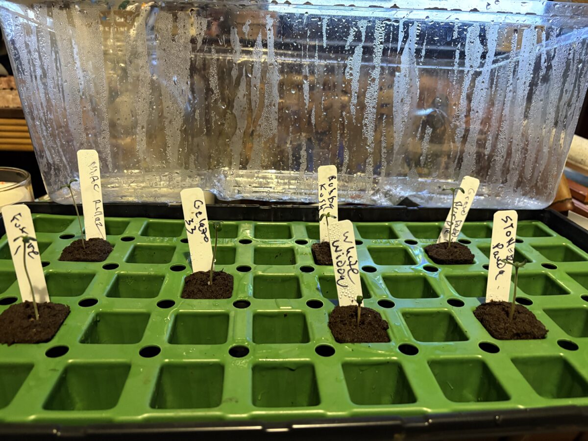 bbs-grow-diaries/week-367463-diary-367461-user-11377-67aa4726a6670