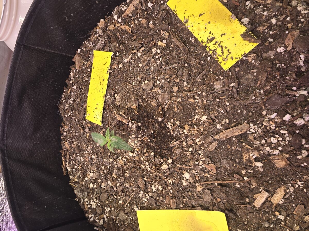 bbs-grow-diaries/week-367781-diary-367774-user-7348-67ab55c01dcf4