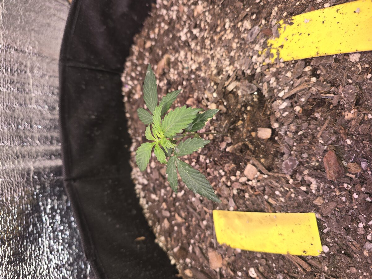 bbs-grow-diaries/week-367785-diary-367783-user-7348-67ab56bff037c