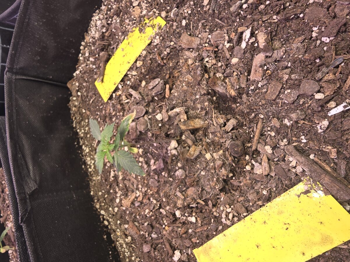 bbs-grow-diaries/week-367791-diary-367788-user-7348-67ab579c67089