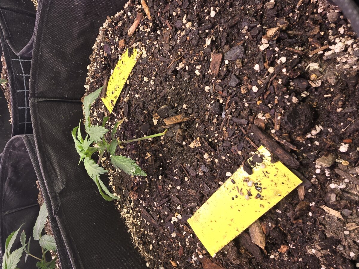 bbs-grow-diaries/week-371289-diary-367788-user-7348-67b672eb67d01