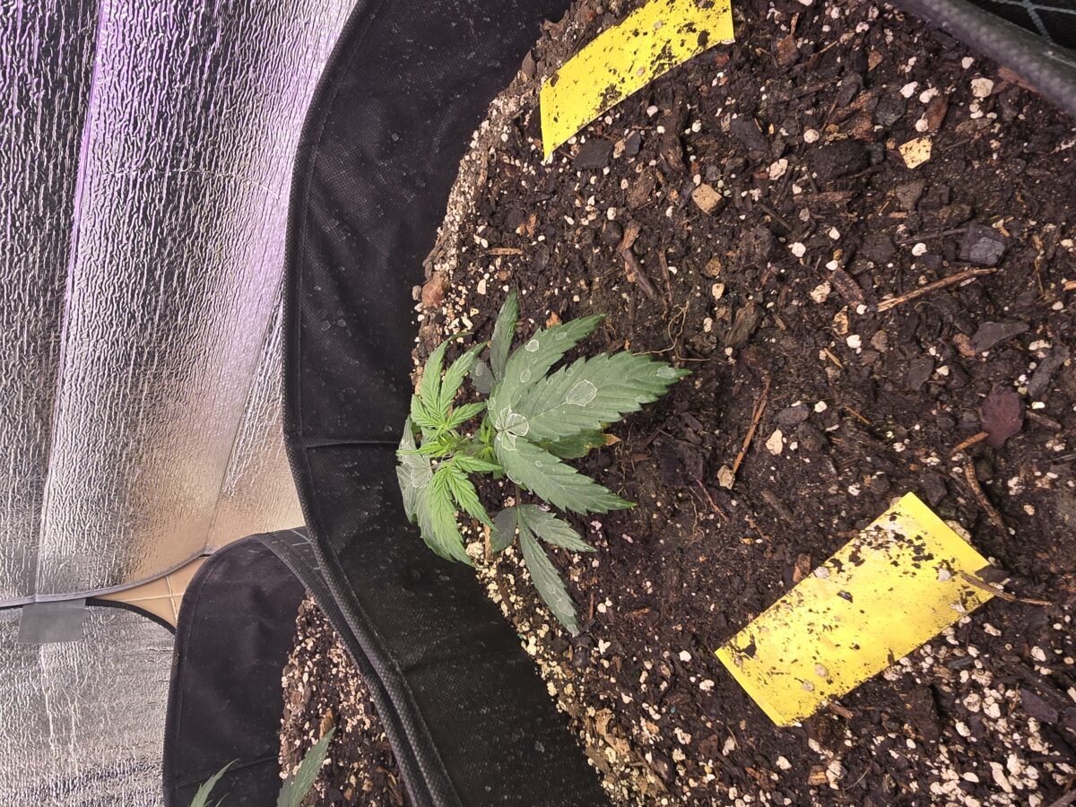 bbs-grow-diaries/week-371290-diary-367783-user-7348-67b67399c91f6