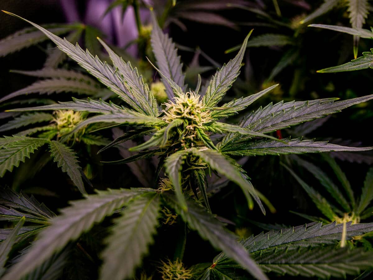 bbs-grow-diaries/week-378916-diary-343453-user-3-67d3d8282dd6b