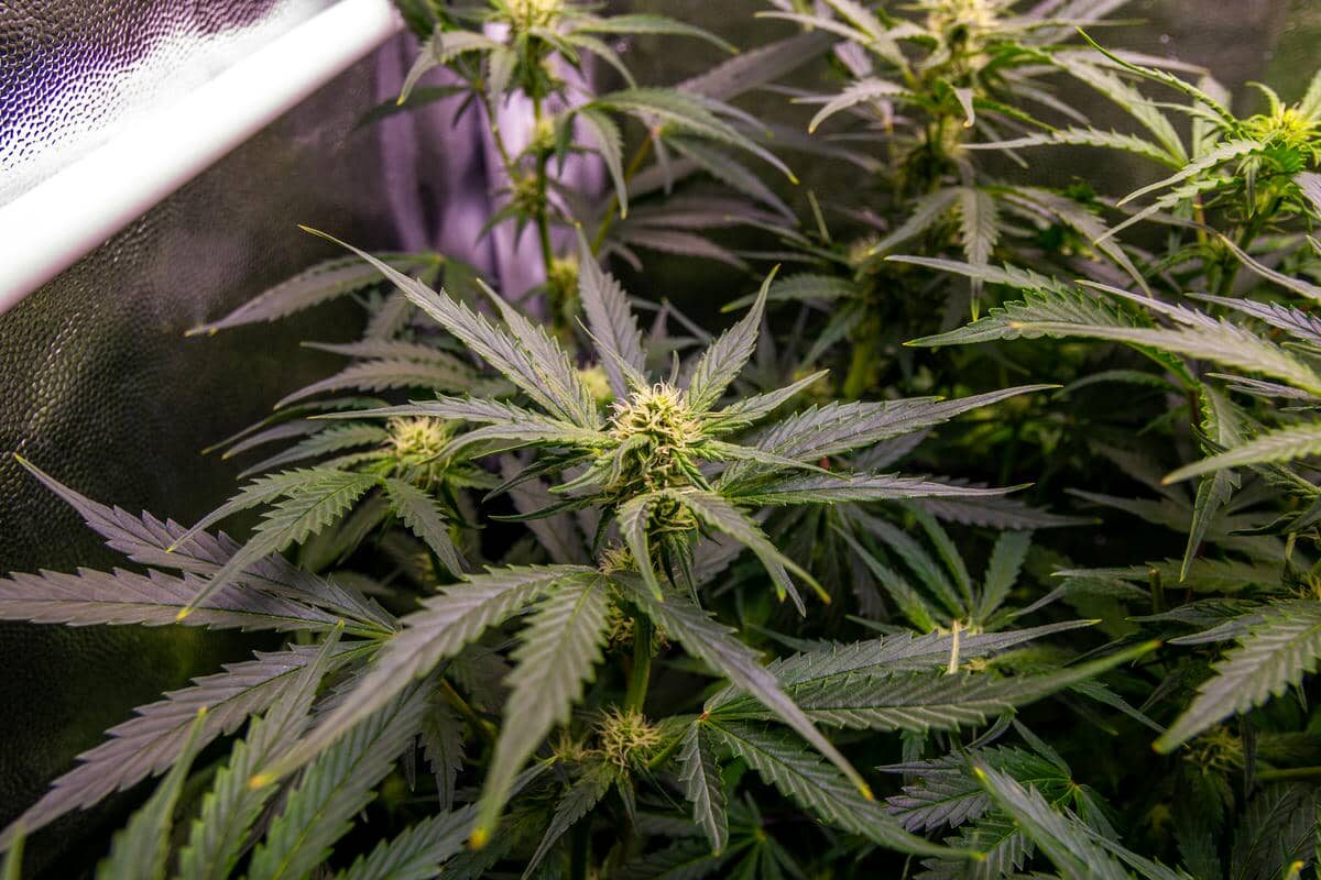 bbs-grow-diaries/week-378916-diary-343453-user-3-67d3d8296884f