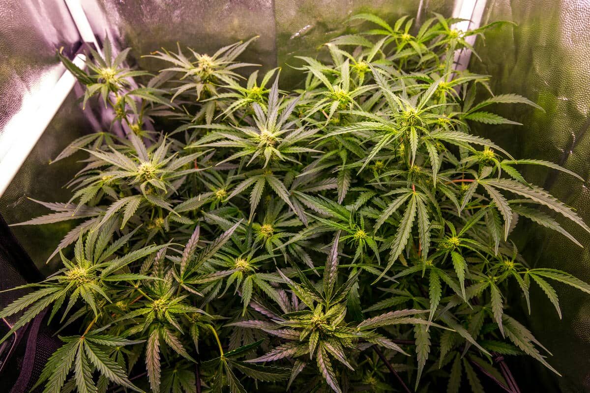 bbs-grow-diaries/week-378916-diary-343453-user-3-67d3d82a8fa5c