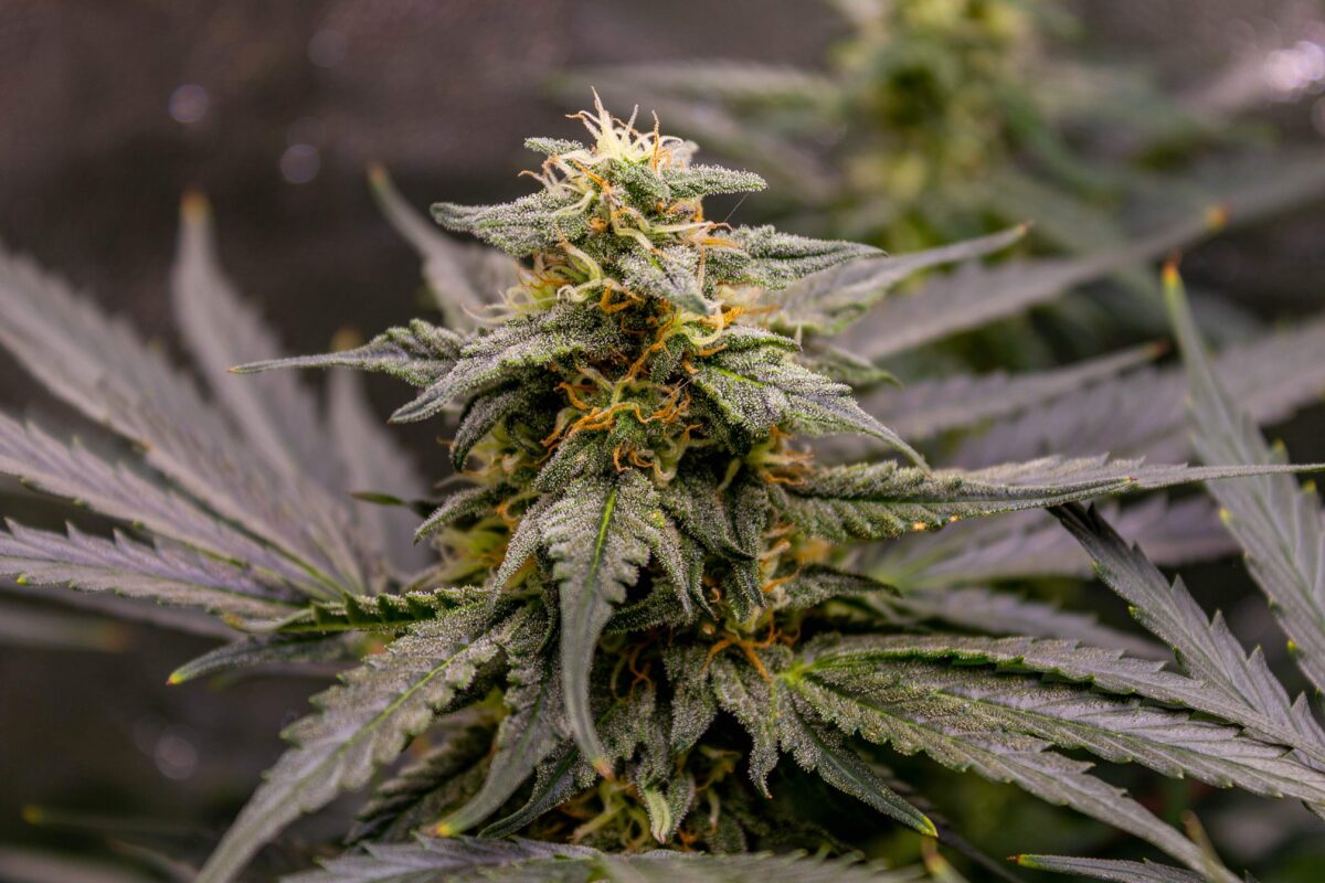 bbs-grow-diaries/week-378917-diary-343453-user-3-67d3d9b106e44