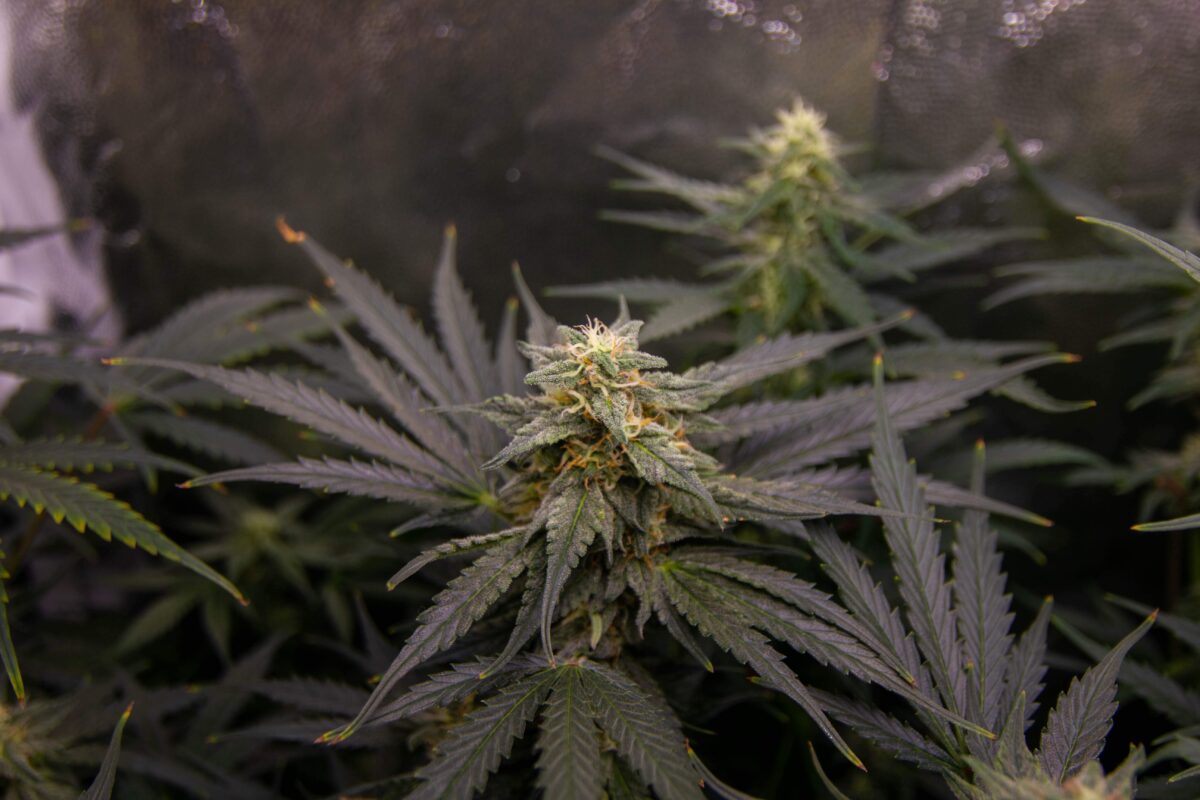 bbs-grow-diaries/week-378917-diary-343453-user-3-67d3d9b313c83