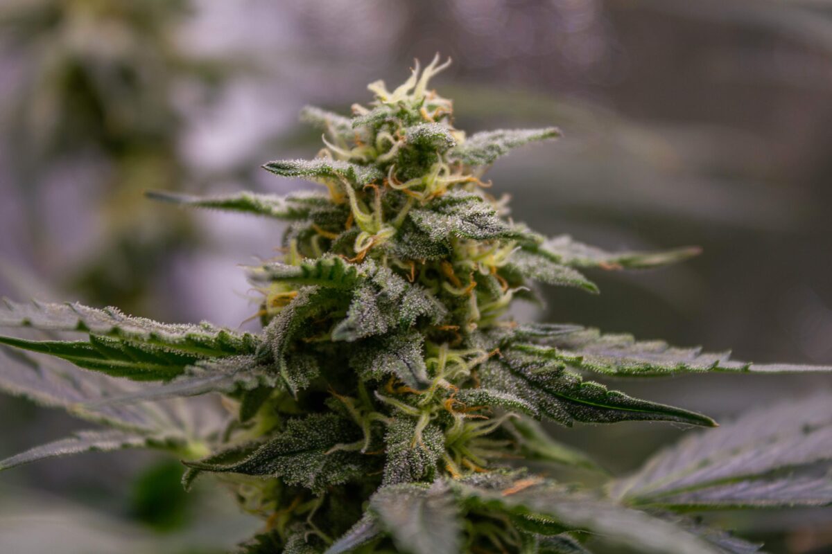 bbs-grow-diaries/week-378917-diary-343453-user-3-67d3d9b4cbc9a