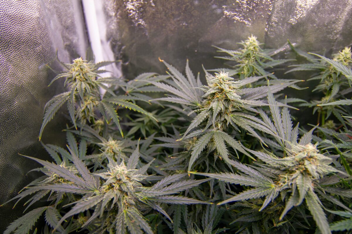 bbs-grow-diaries/week-378917-diary-343453-user-3-67d3d9b6bec6e