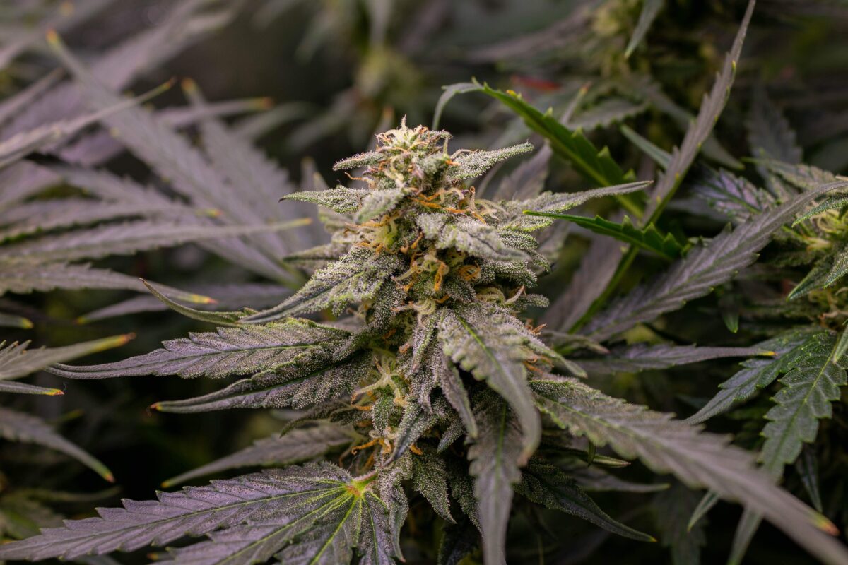 bbs-grow-diaries/week-378917-diary-343453-user-3-67d3d9b8cb86a