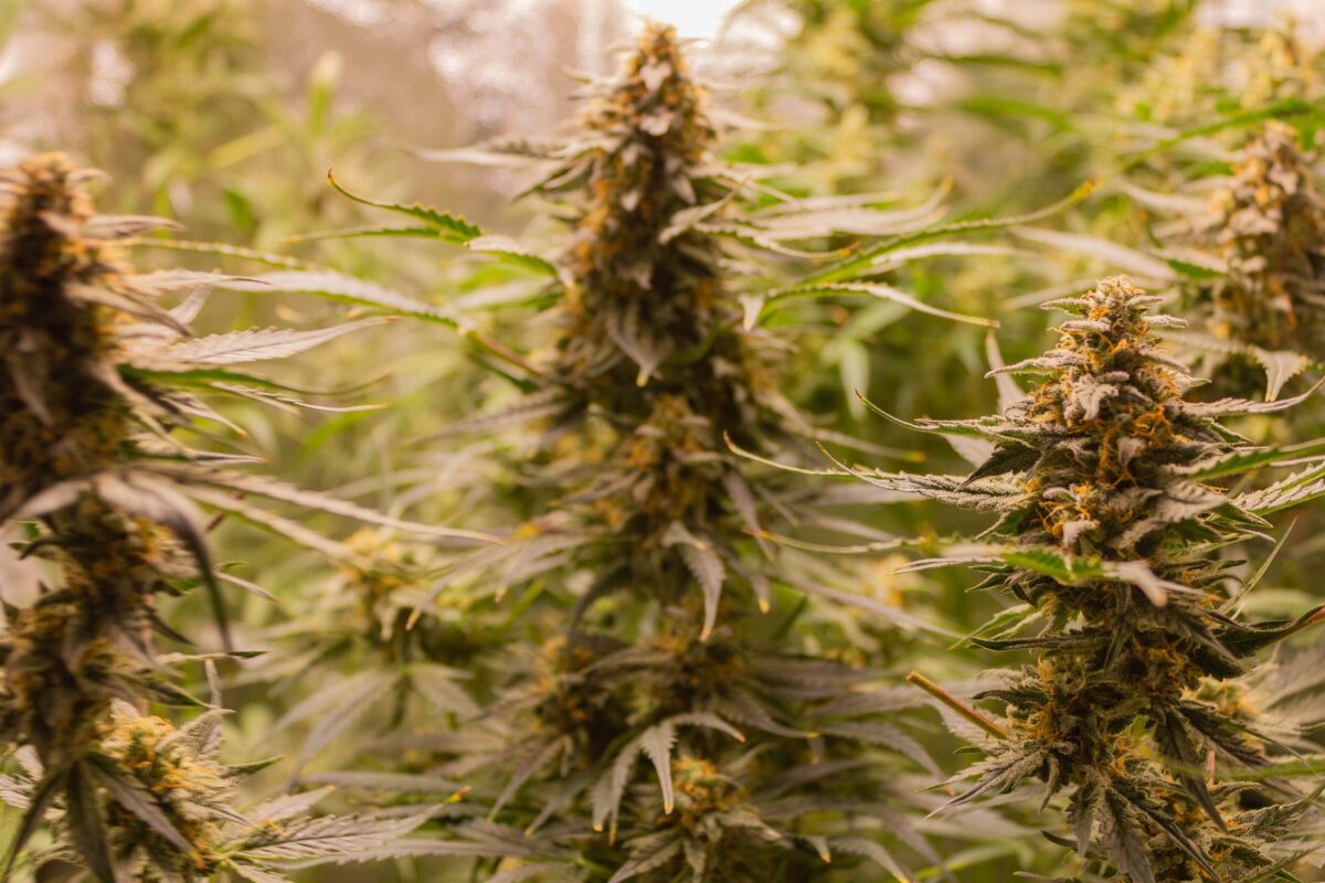 bbs-grow-diaries/week-378918-diary-343453-user-3-67d3daa0c5192