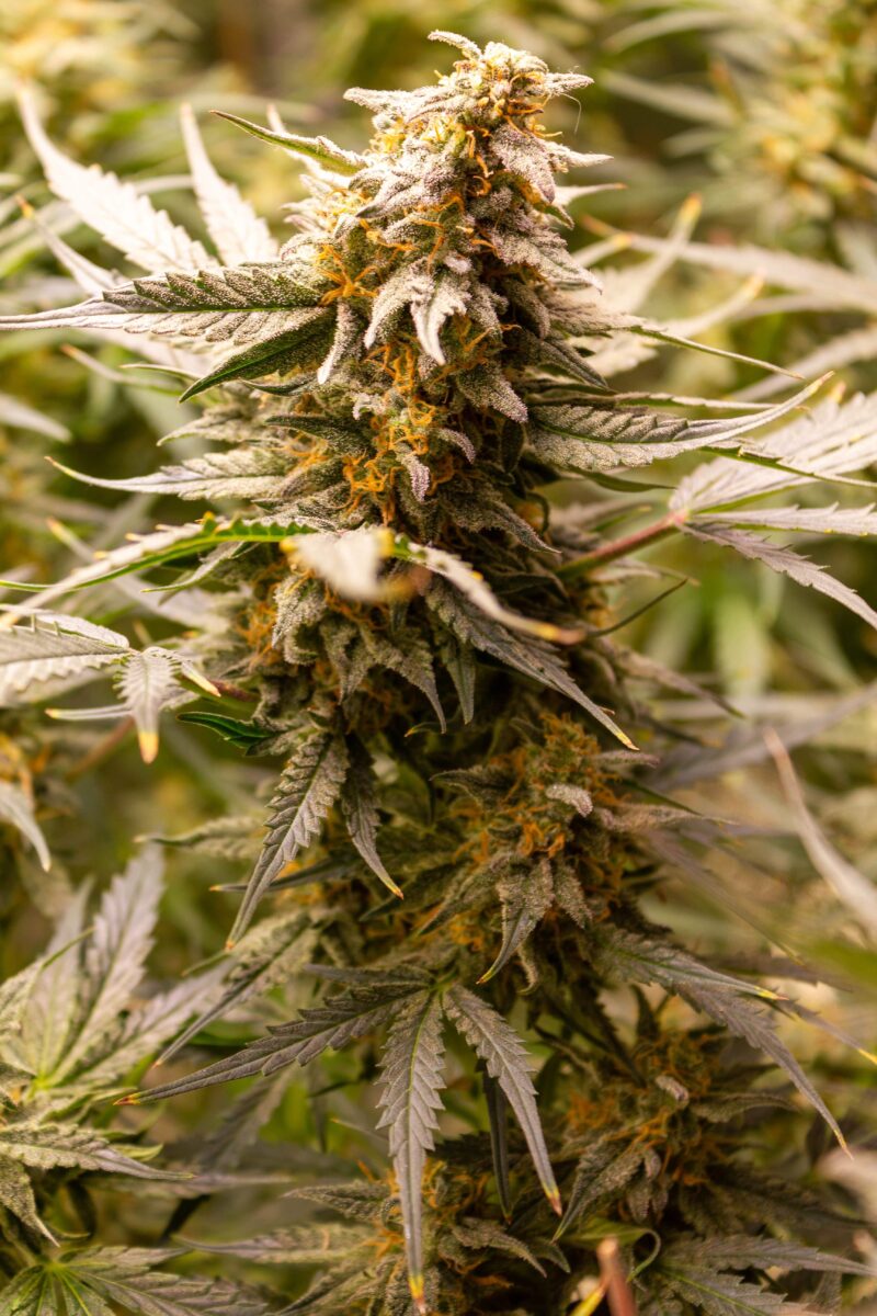 bbs-grow-diaries/week-378918-diary-343453-user-3-67d3daa2e4bac