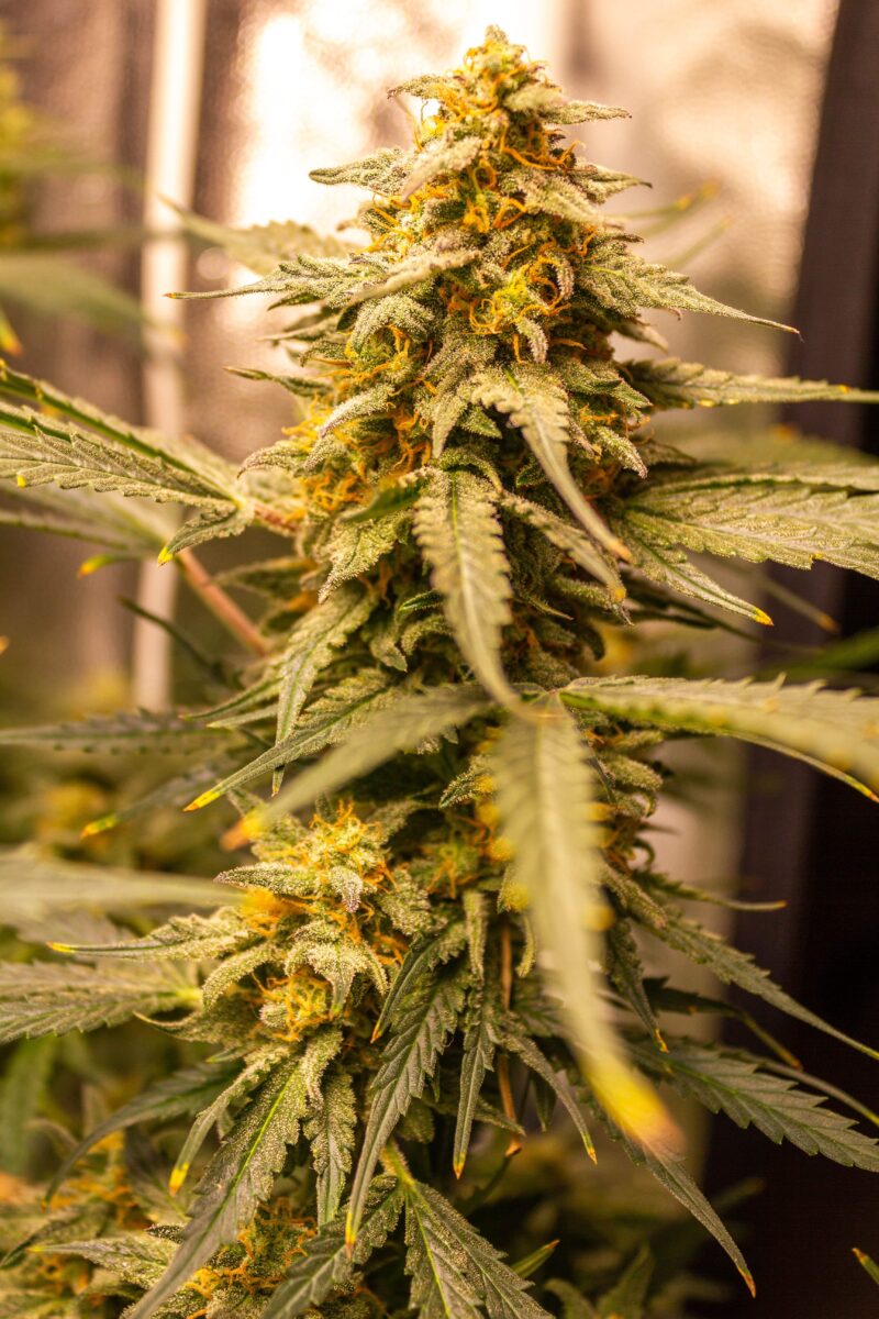 bbs-grow-diaries/week-378918-diary-343453-user-3-67d3daa50665f