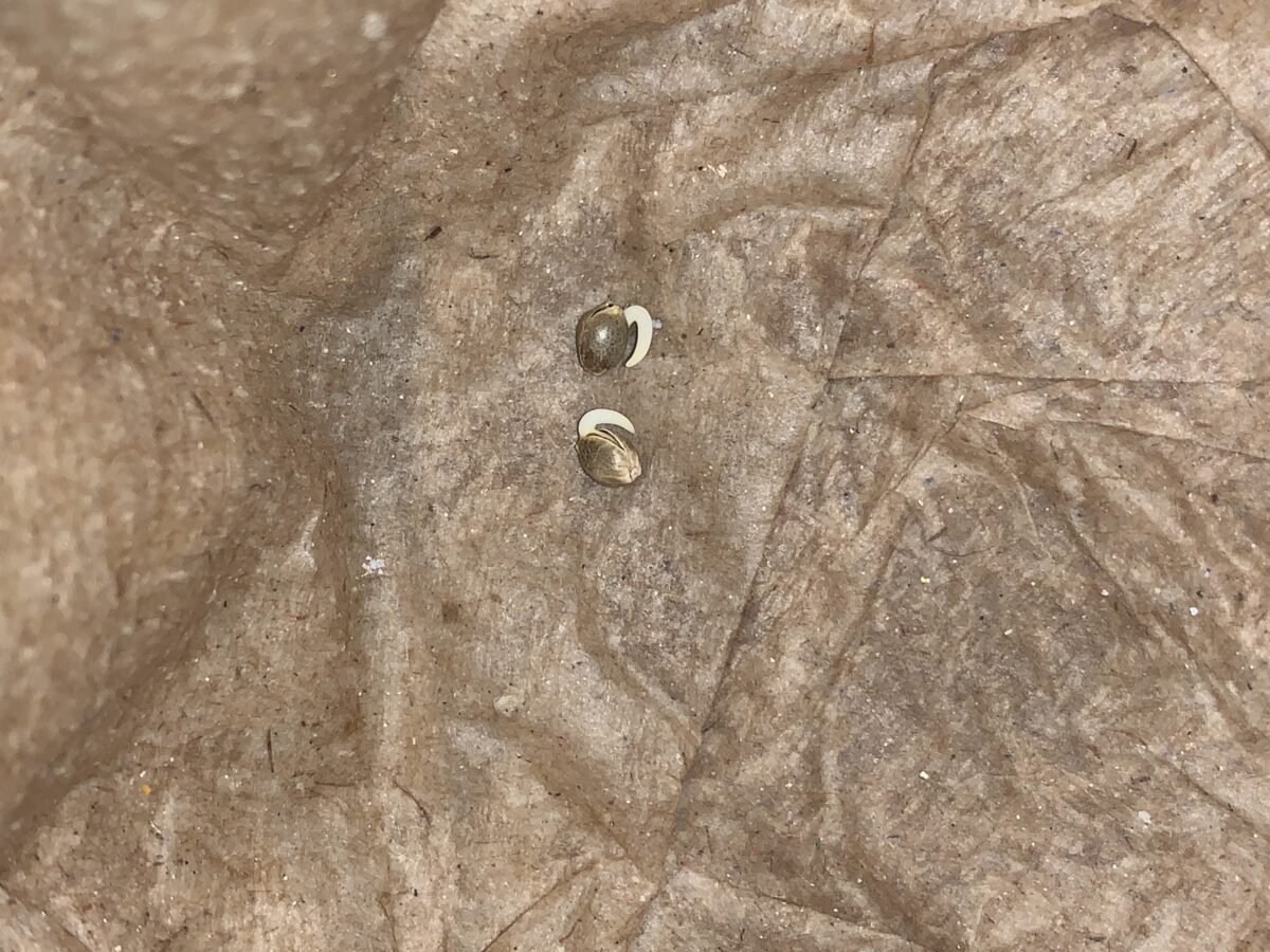 bbs-grow-diaries/week-379381-diary-379374-user-39614-67d90ed8c85c7