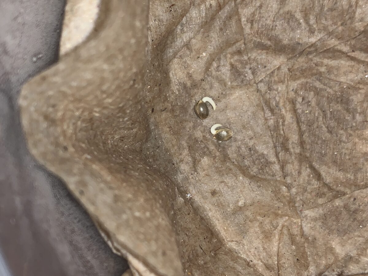 bbs-grow-diaries/week-379381-diary-379374-user-39614-67d90edaef624