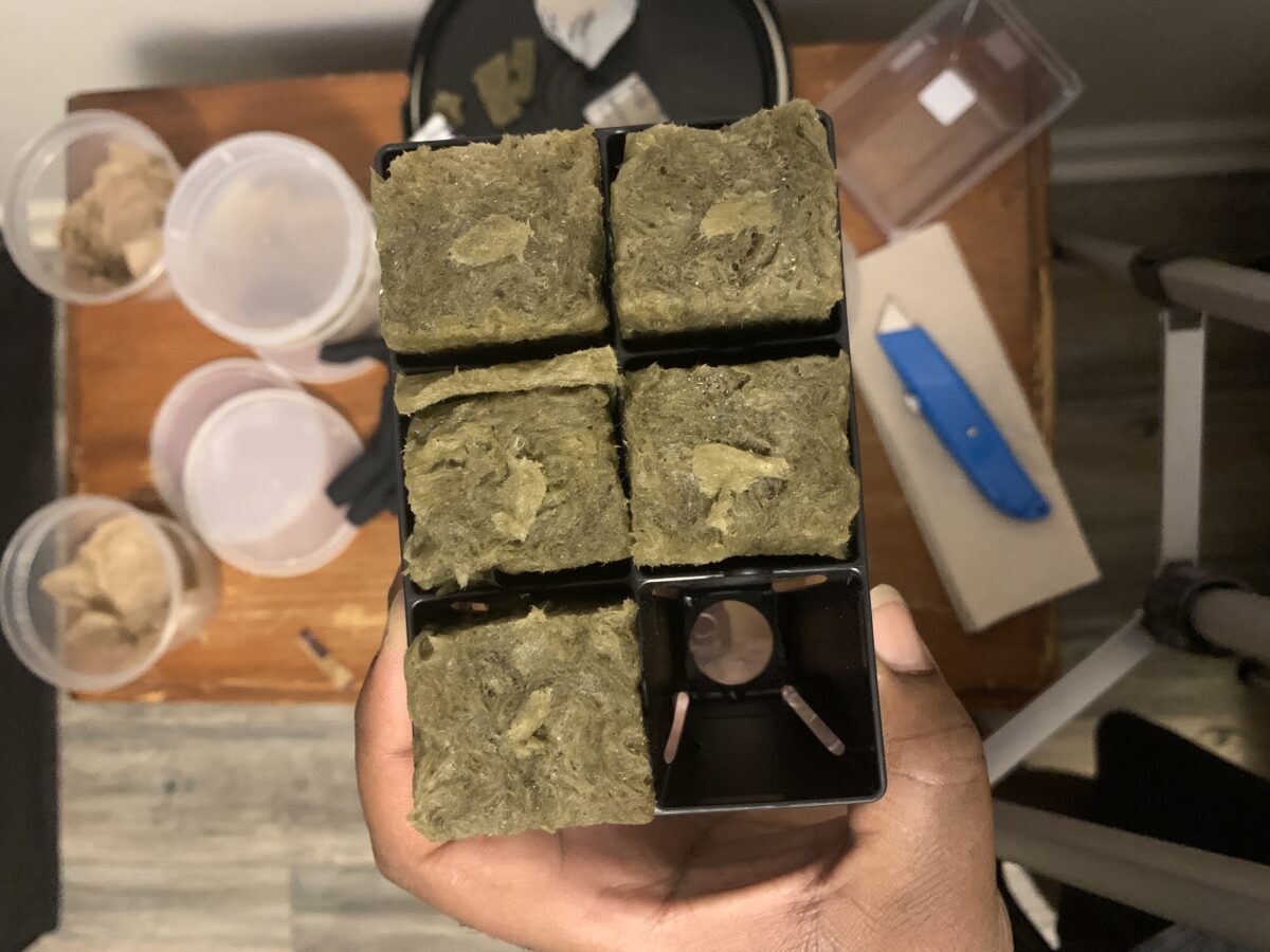 bbs-grow-diaries/week-379381-diary-379374-user-39614-67d93d60712c5