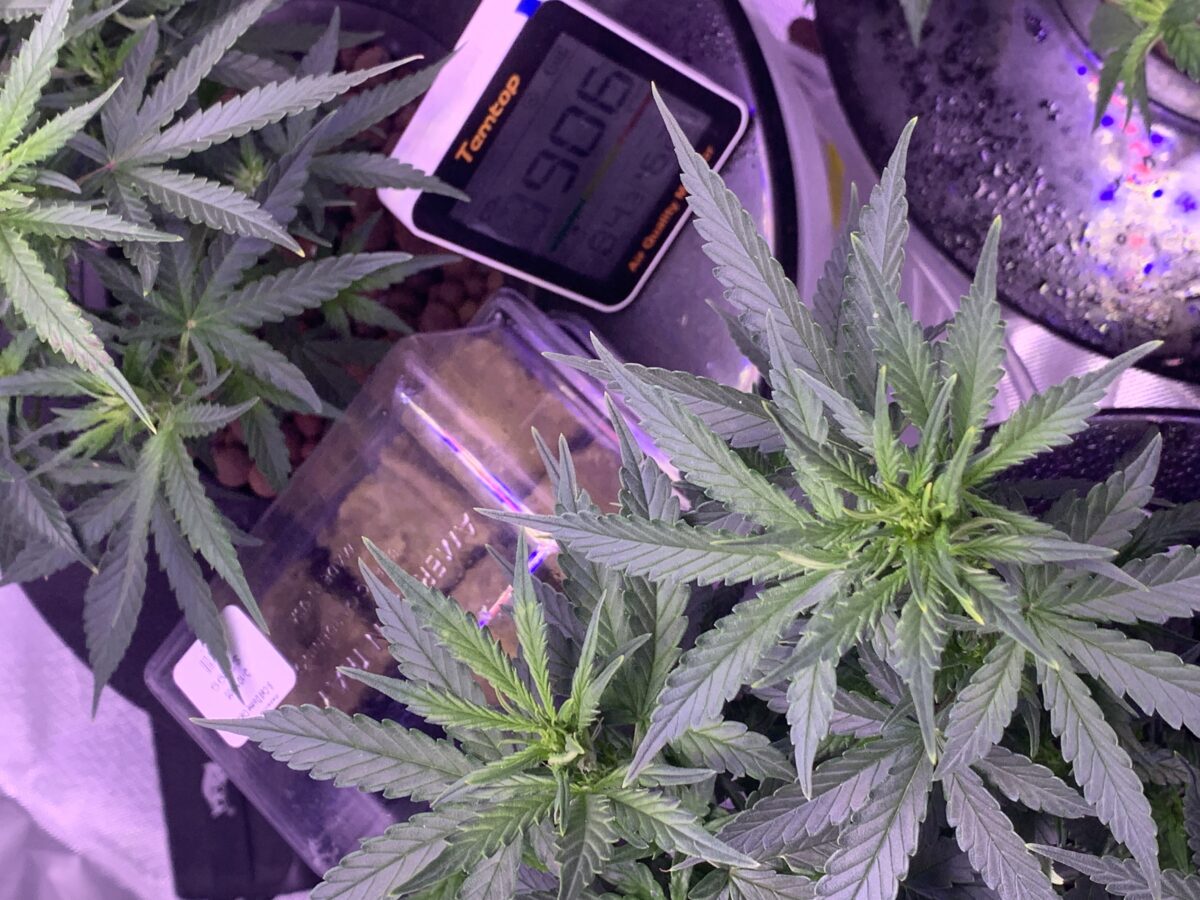 bbs-grow-diaries/week-379381-diary-379374-user-39614-67da33df20b0e