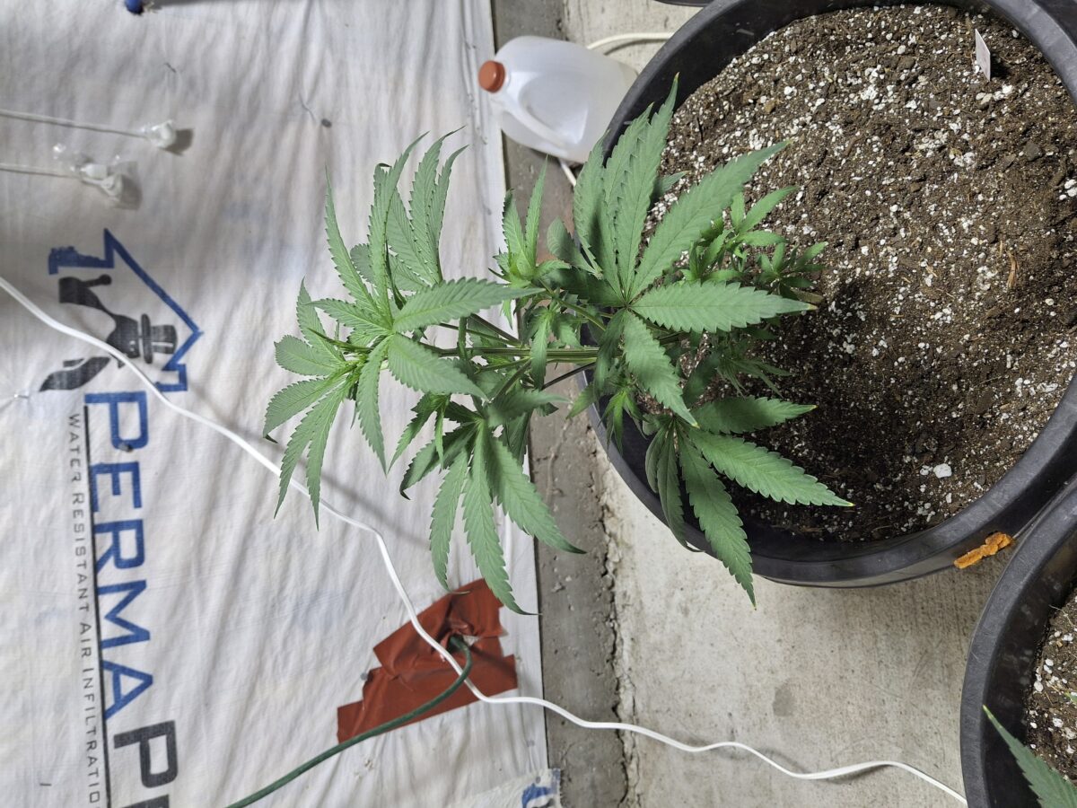 bbs-grow-diaries/week-379403-diary-379399-user-37496-67d6d0531e753