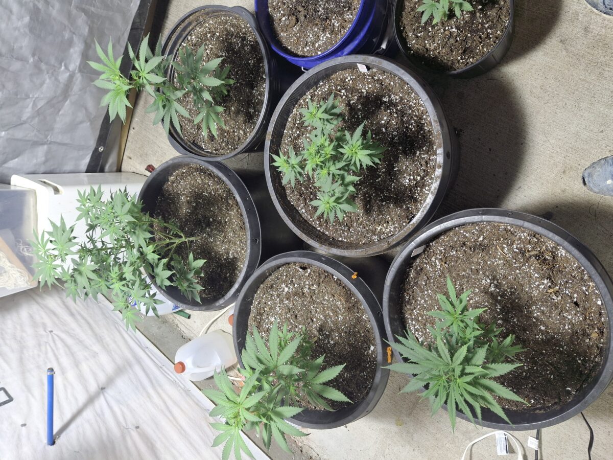 bbs-grow-diaries/week-379403-diary-379399-user-37496-67d6d0556bfa2