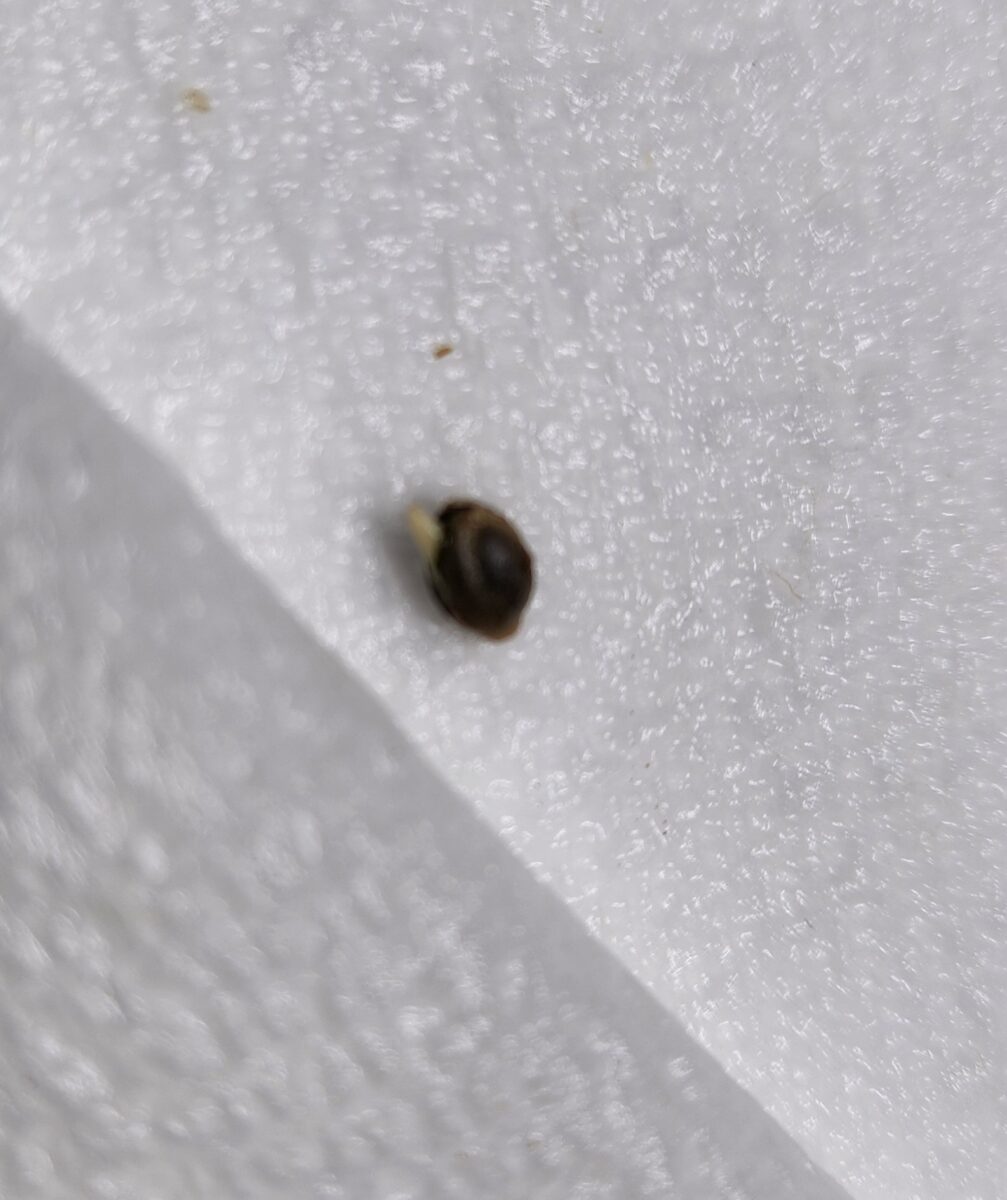 bbs-grow-diaries/week-380376-diary-380374-user-39676-67dc38a5c6887