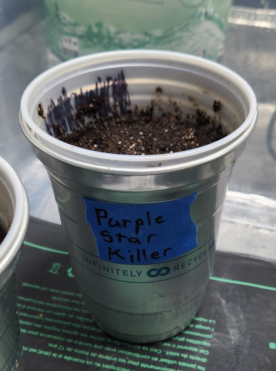 bbs-grow-diaries/week-380376-diary-380374-user-39676-67dd9a49276e6