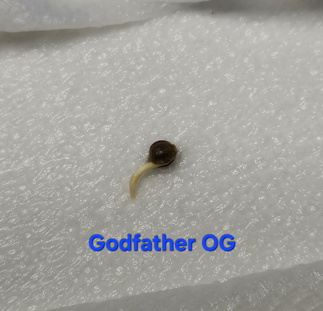 bbs-grow-diaries/week-380382-diary-380381-user-39676-67dd96abcdd63