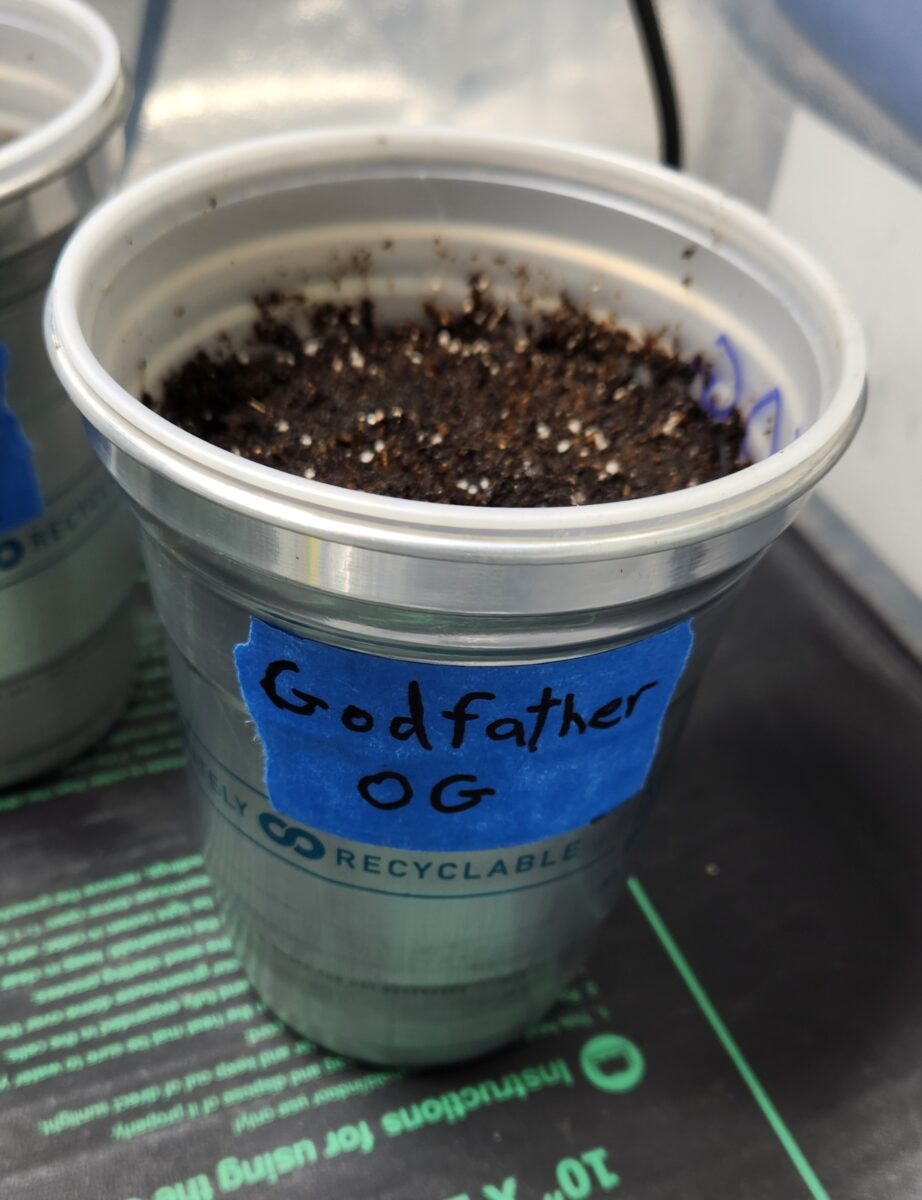 bbs-grow-diaries/week-380382-diary-380381-user-39676-67dd9ad41090e