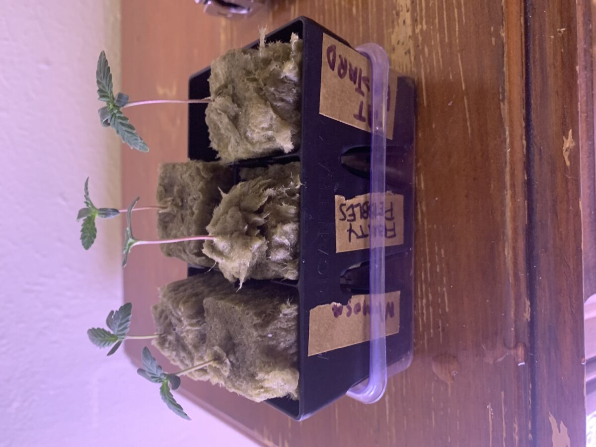 bbs-grow-diaries/week-380530-diary-379374-user-39614-67dfae2ede714