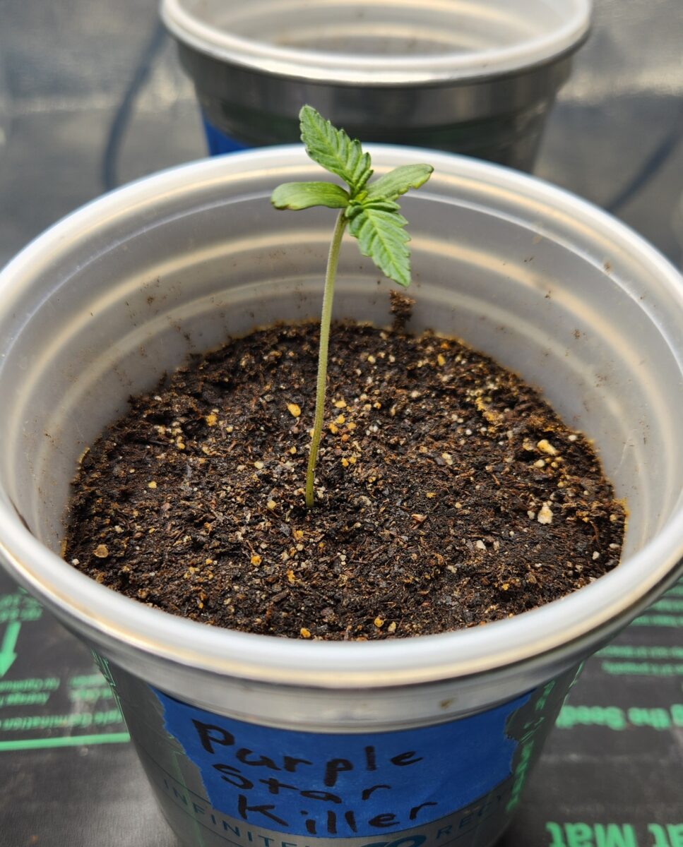 bbs-grow-diaries/week-383053-diary-380374-user-39676-67e49e2612b2a