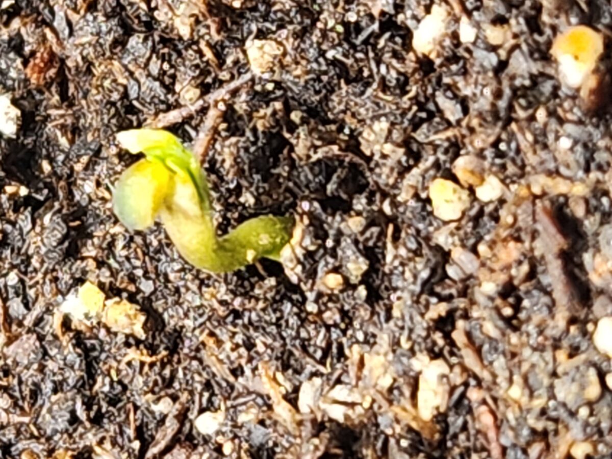 bbs-grow-diaries/week-383054-diary-380381-user-39676-67e49fb2db1f9