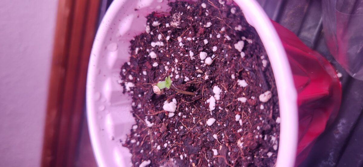 bbs-grow-diaries/week-383061-diary-383060-user-22491-67e4a83276d24