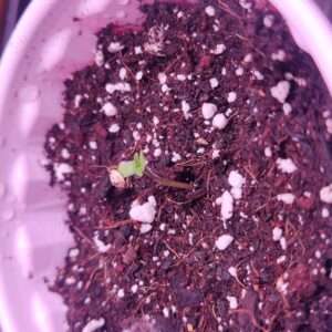 bbs-grow-diaries/week-383061-diary-383060-user-22491-67e4a83276d24