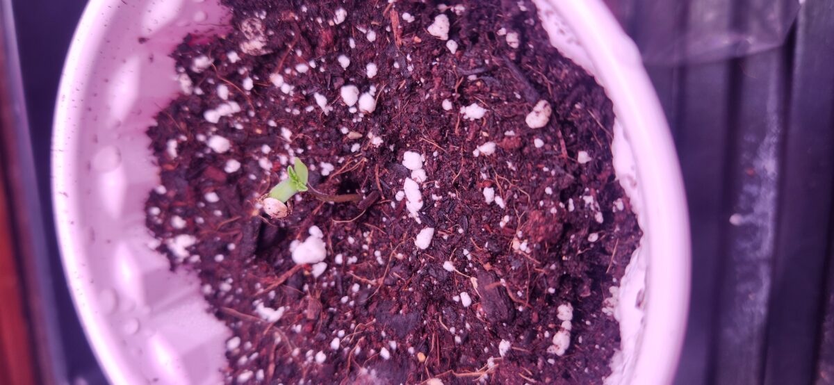 bbs-grow-diaries/week-383061-diary-383060-user-22491-67e4a83477234