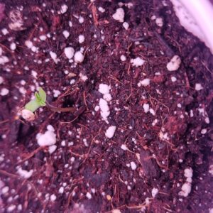 bbs-grow-diaries/week-383061-diary-383060-user-22491-67e4a83477234