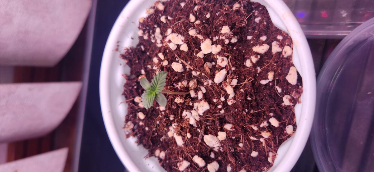 bbs-grow-diaries/week-383065-diary-383064-user-22491-67e4a8e54baec